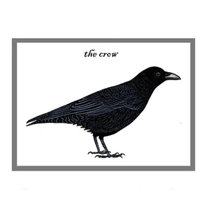 The Crow Greetings Card - Corvid Bird Art - Nature Wildlife Study - New & Sealed - Picture 1 of 2