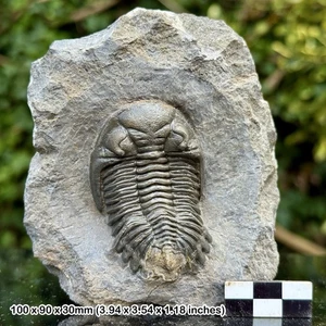 Hollardops mesocristata A Grade Fossil Trilobit Timrhanrhart Formation - Bild 1 von 1