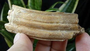 Dent fossile de proboscidien (Mastodonte Éléphant) 7x3cm collection ancienne - Picture 1 of 7