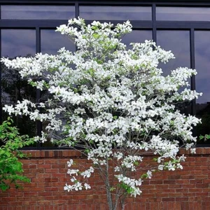 5-Pack White Dogwood Trees – 10-23" Bare Root Seedlings – Cornus florida - Picture 1 of 7