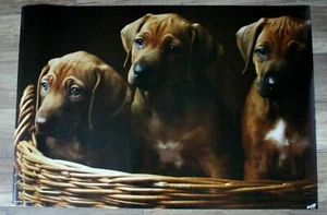 Brown Labrador Puppy Triplets Basket 1990s Norman Berzins Cute Trends Poster FN - Imagen 1 de 1