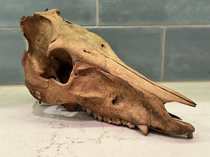 Vtg Weathered pig hog skull?authentic bone oddity mancave decor 10”L - 6”T - 5”W - Picture 1 of 9