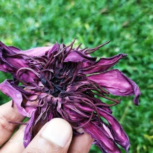 100g Red Lotus Flower (Nymphaea Rubra) 100% Organic Herbal Pure Tea from Ceylon - Picture 1 of 5