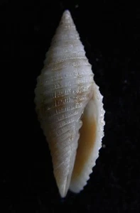 seashell Ziba cf. annulata 19-20mm Gem/F+++ - Picture 1 of 1