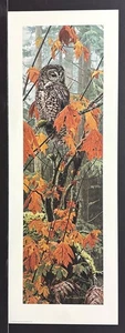 Rod Frederick Limited Edition Signed Print “Autumn Leaves” Spotted Owl - Picture 1 of 1