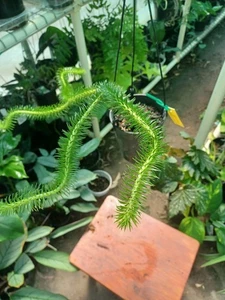 Borneo  TASSEL FERN - Phlegmariurus Squarrosus - Picture 1 of 5