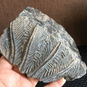 195g Natural Scale Hairy Sea Lily Elegants Sea Lily Silurian Devonian md2930 - Picture 1 of 8