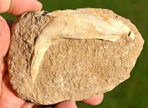 Enchodus Fang and partial Jaw in Matrix, from Morocco #2 - Picture 1 of 2