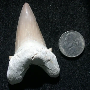 Superb Large Extinct Otodus Fossil Shark Tooth Megalodon Ancestor 2.44 Inches - Picture 1 of 10