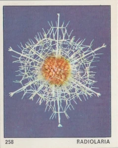 Top Sellers Card - Animals of The World - Card No 258 - Radiolaria - Picture 1 of 2