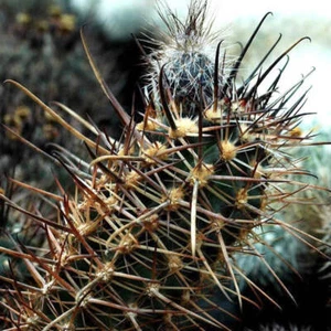 Austrocactus patagonicus SEEDS - SEMILLAS de un raro cactus de la Patagonia - Imagen 1 de 2