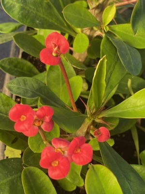 Crown of Thorns Euphorbia Milii Cactus Succulent Plants Red Flowers - Image 1 of 4