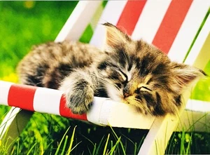 Tarjeta "Adorable Gatito Siesta en una Silla" AVANTI BLANK Express en tus propias palabras - Imagen 1 de 2