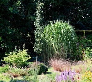 Elefantengras Riesen-Chinaschilf 'Aksel Olsen' Miscanthus giganteus 5-Liter Topf - Bild 1 von 5