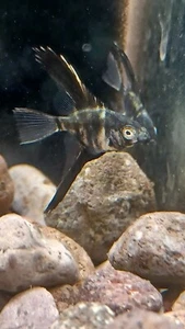 6 pea plus size marble Angelfish live fish mix veils, standard and wide fins - Picture 1 of 2