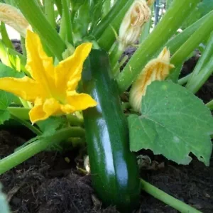 15 Seeds Courgette Black Beauty Method ORGANIC Seed Plant Vegetable Vegetable Antique - Picture 1 of 2