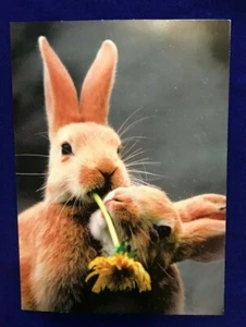 Avanti Greetings Romance Greeting Card "Some bunny loves you!..." (A33) - Picture 1 of 3