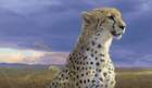 Daniel Smith ""African Tempest Gepard"" #139/650 neuwertig mit Zertifikat  