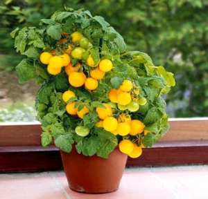 Tomato s@@ds balcony yellow, 0,1g tomato organic rare-412 - Picture 1 of 2