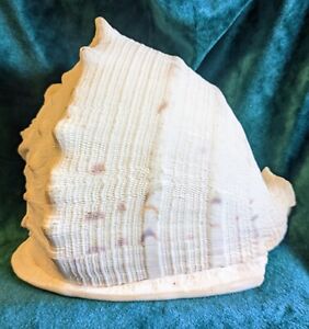 Large Natural Sea Shell No 2.