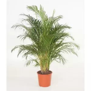 Goldfruchtpalme Arecapalme Chrysalidocarpus lutescens Tropische Palme - Bild 1 von 10