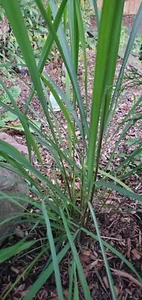1000 SEEDS West Indian Lemon Grass culinary herb  Cymbopogon Flexuosus by WSS  - Picture 1 of 1