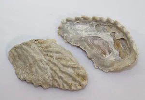 Auster, Rastellum diluvianum, Kreide, Campan, Ivö, Schweden -i709 - Picture 1 of 8