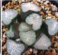 Haworthia maughanii Hagomoro no variegated splendens very rare 