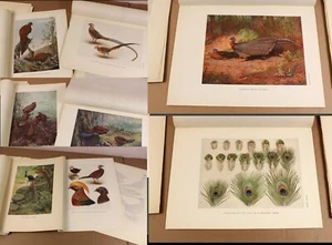 PHEASANTS Beebe birds collection 19 stunning colour prints from 1922 monograph - Picture 1 of 24