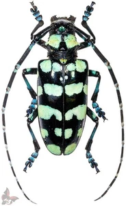 Anoplophora elegans, from Laos, UNMOUNTED beetle - Picture 1 of 1