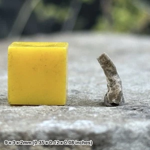 Fossil worm genicularia vertibralis, jurassic, uk, genuine - Picture 1 of 1