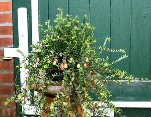 Moosbeere 'Pilgrim' Vaccinium macrocarpon 20-30 cm im 1-Liter Container - Bild 1 von 2