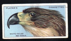 WHITE TAILED SEA EAGLE 1929 JOHN PLAYER CIGARETTES CURIOUS BEAKS #11 NO CREASES - Picture 1 of 2
