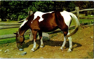 Lewitz Horse Grazing Postcard - Picture 1 of 1