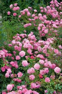 Rosa 'Sommerwind', Beetrose, rosa, 3-5 Liter Container - Bild 1 von 2