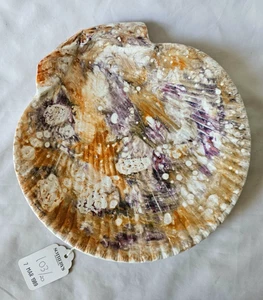 ANTIQUE WEDGWOOD MOONLIGHT LUSTRE QUEENS WARE SCALLOP SHELL PLATE, CIRCA 1810(J) - Picture 1 of 10
