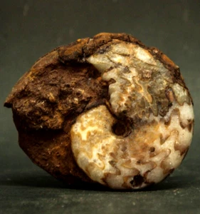 140Gr INCREÍBLE MATRIZ ENTERA FÓSIL DE AMONITA DELGADA Molusco Timor - Imagen 1 de 8