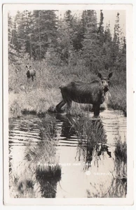 Alaskan Moose & Calf by Griffin's ~ Vintage AK Wildlife Real Photo AK Postcard - Picture 1 of 2