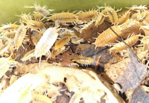 50+ Powder Orange Isopods – Live Arrival Guarantee - Picture 1 of 3