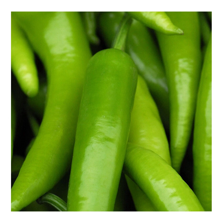 Magnetpinnwand Magnettafel Paprika grün in verschiedenen Rahmen 40x40 cm - Bild 1 von 1