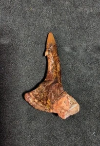 ► GROSSO ONCHOPRISTIS NUMIDUS CM 3.85 DENTE FOSSILE^ TOOTH AAAA+ ◄ - Picture 1 of 4