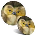 Mouse Mat & Coaster Set - Canadian Gosling Chick  #14143