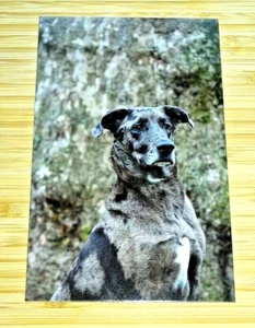 DOG POSTCARD ~ CATAHOULA LEOPARD DOG ~ PHOTOGRAPH BY ASTRID HARRISSON ~ NEW - Picture 1 of 2