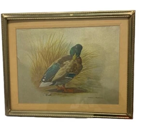 Vintage Basil Ede Foil Print, Framed - Mallard Drake Preening - Duck Art Print - Picture 1 of 5