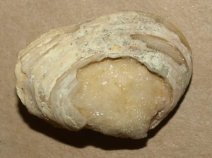 Messinian Bivalvia - Adacna sp. - Bild 1 von 9
