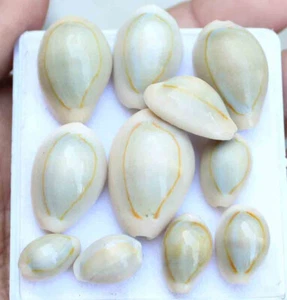 91.50 Cat 11 Pcs Small Bulk Sea Shell Ivory Cowrie Cowry Beads Beach Loose Gems - Picture 1 of 4
