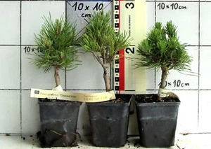Pinus sylvestris "Globosa Viridis" - sehr seltene Sorte der heim. Waldkiefer - Bild 1 von 1