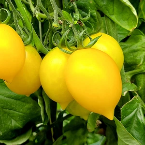 Tomate Piennolo Yellow of Vesuvio , 10 semillas (251) - Picture 1 of 1