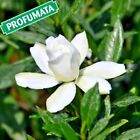 Gardenia Radicans Plant Portamento Creeping/Hanging Flowers White Pretty
