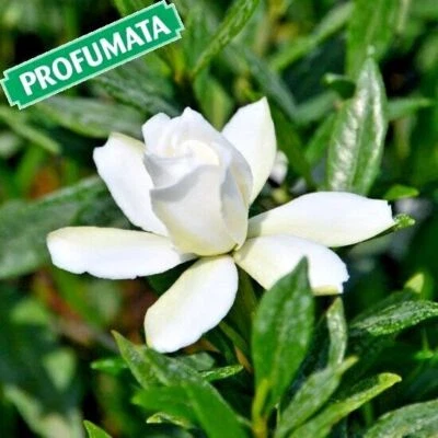AZ.AGR.PURGATORIO Gardenia radicans pianta portamento strisciante/ricadente fiori bianchi graziosi